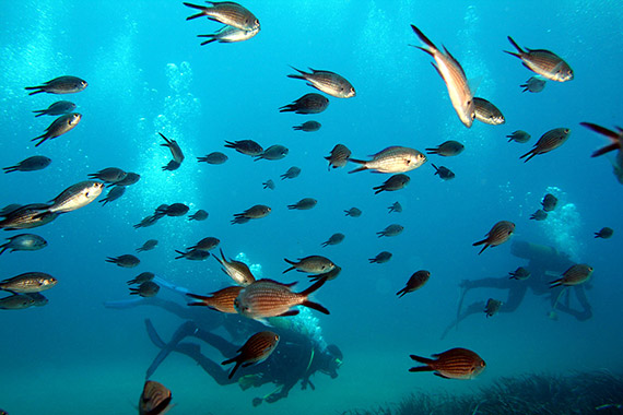 diving taormina